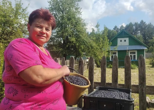 Сезон черной ягоды.  Почем нынче черника в Бресте